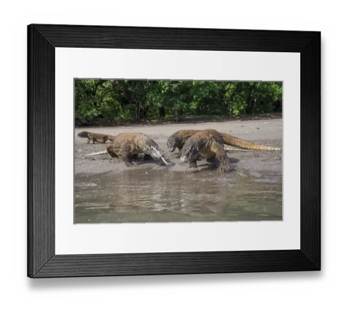 Framed Print : Indonesia, Rinca Island, Komodo National Park. Komodo dragons on beach. Credit as Framed Print : Indonesia, Rinca Island, Komodo National Park. Komodo dragons on beach. Credit as