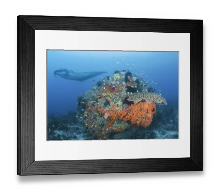 Framed Print : Indonesia, Papua, Raja Ampat, Dampier Strait. Manta ray near coral formation. Credit as
