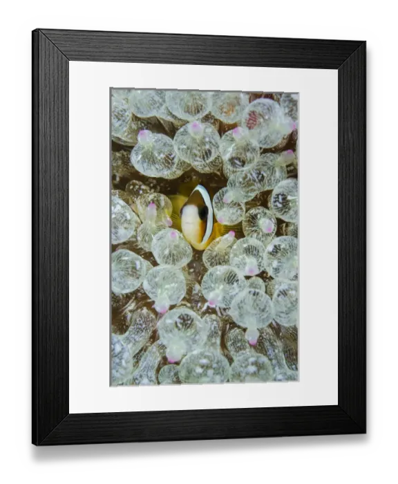 Framed Print : Indonesia, Komodo National Park. Anemonefish seeks protection amid stinging anemones Framed Print : Indonesia, Komodo National Park. Anemonefish seeks protection amid stinging anemones