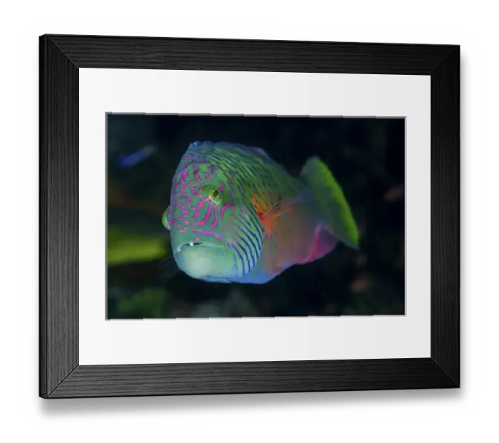 Framed Print : Indonesia, Komodo National Park. Close-up of colorful wrasse fish Framed Print : Indonesia, Komodo National Park. Close-up of colorful wrasse fish