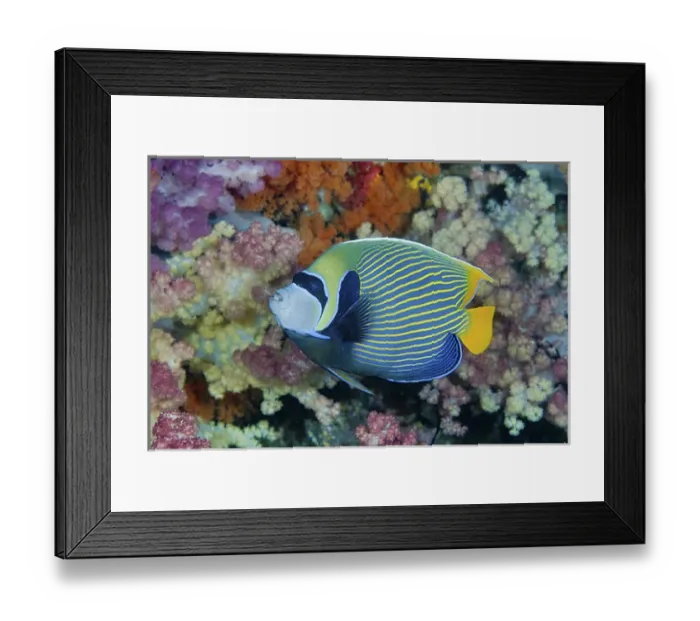 Framed Print : Indonesia, Papua, Raja Ampat. Underwater scenic of angelfish and coral. Credit as Framed Print : Indonesia, Papua, Raja Ampat. Underwater scenic of angelfish and coral. Credit as