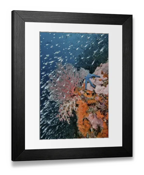 Framed Print : Indonesia, Papua, Raja Ampat. Underwater scenic of fish and coral