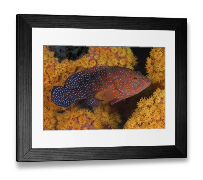 Framed Print : Indonesia, Papua, Raja Ampat. Underwater scenic of coral trout fish and coral. Credit as Framed Print : Indonesia, Papua, Raja Ampat. Underwater scenic of coral trout fish and coral. Credit as