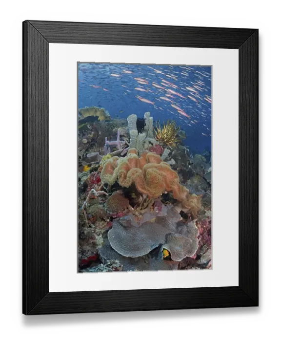 Framed Print : Indonesia, Papua, Raja Ampat. Underwater scenic of fish and coral Framed Print : Indonesia, Papua, Raja Ampat. Underwater scenic of fish and coral