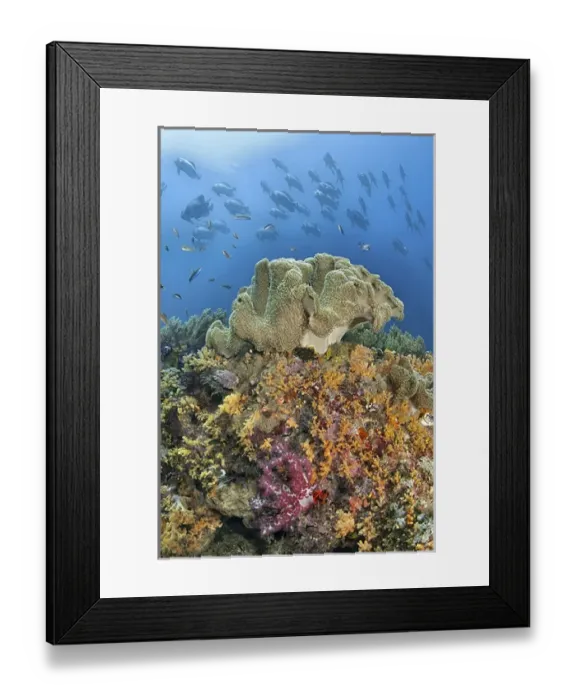 Framed Print : Indonesia, Papua, Raja Ampat. Underwater scenic of fish and coral Framed Print : Indonesia, Papua, Raja Ampat. Underwater scenic of fish and coral