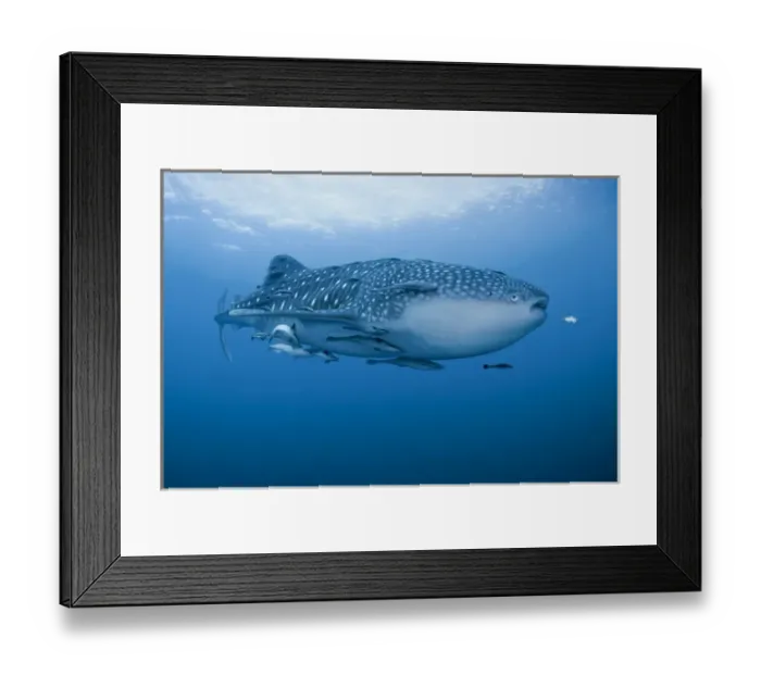 Framed Print : Indonesia, Papua, Cenderawasih Bay. Close-up of whale shark and remoras that cling to skin