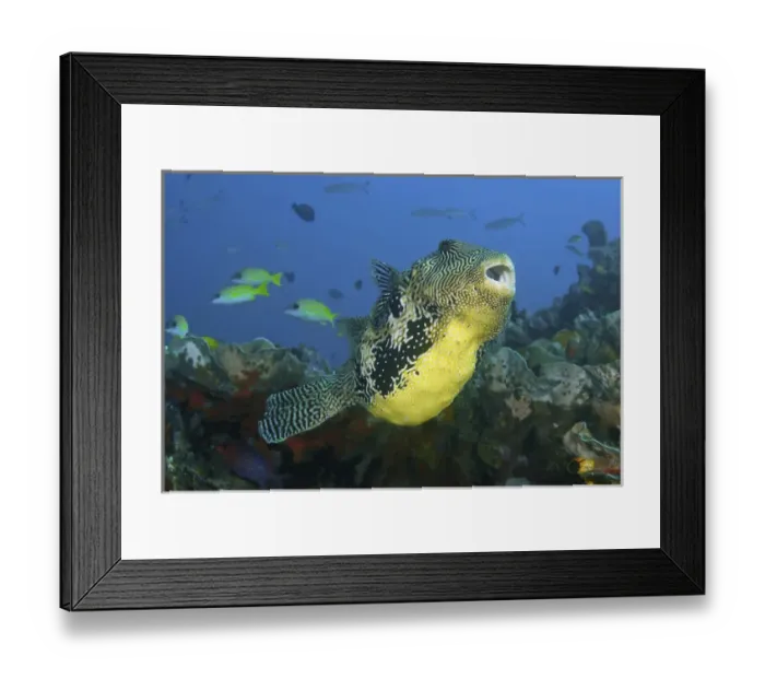 Framed Print : Indonesia, Papua, Raja Ampat. Close-up of pufferfish Framed Print : Indonesia, Papua, Raja Ampat. Close-up of pufferfish