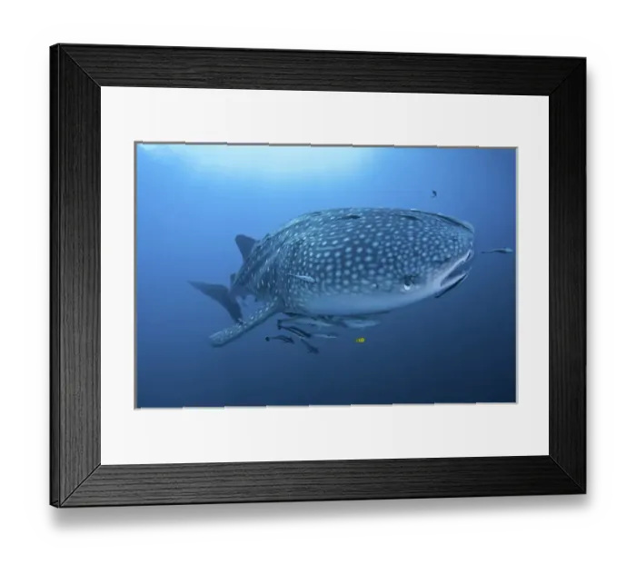Framed Print : Indonesia, Papua, Cenderawasih Bay. Close-up of whale shark and remoras that cling to skin Framed Print : Indonesia, Papua, Cenderawasih Bay. Close-up of whale shark and remoras that cling to skin