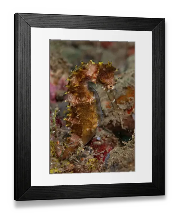 Framed Print : Indonesia, Banda Sea, Ambon. Close-up of adult spiny seahorse