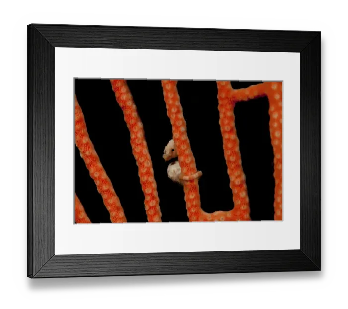 Framed Print : Indonesia, Papua, Raja Ampat. Close-up of the worlds smallest seahorse. Credit as Framed Print : Indonesia, Papua, Raja Ampat. Close-up of the worlds smallest seahorse. Credit as