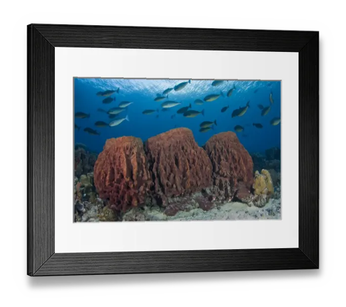 Framed Print : Indonesia, Papua, Cenderawasih Bay. Fish swim over three sponges