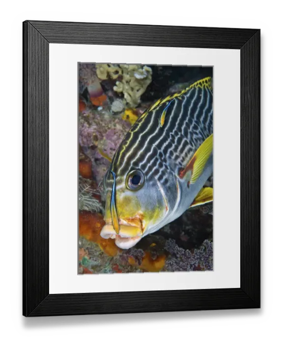 Framed Print : Indonesia, Papua, Raja Ampat. A cleaner fish at the mouth of a sweetlip fish. Credit as Framed Print : Indonesia, Papua, Raja Ampat. A cleaner fish at the mouth of a sweetlip fish. Credit as