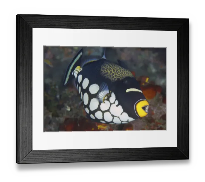 Framed Print : Indonesia, Papua, Raja Ampat. Close-up of triggerfish Framed Print : Indonesia, Papua, Raja Ampat. Close-up of triggerfish