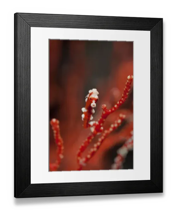 Framed Print : Indonesia, Papua, Raja Ampat. Seahorse turns color of surrounding coral. Credit as