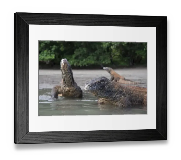 Framed Print : Indonesia, Rinca Island, Komodo National Park. Close-up of Komodo dragon in water Framed Print : Indonesia, Rinca Island, Komodo National Park. Close-up of Komodo dragon in water