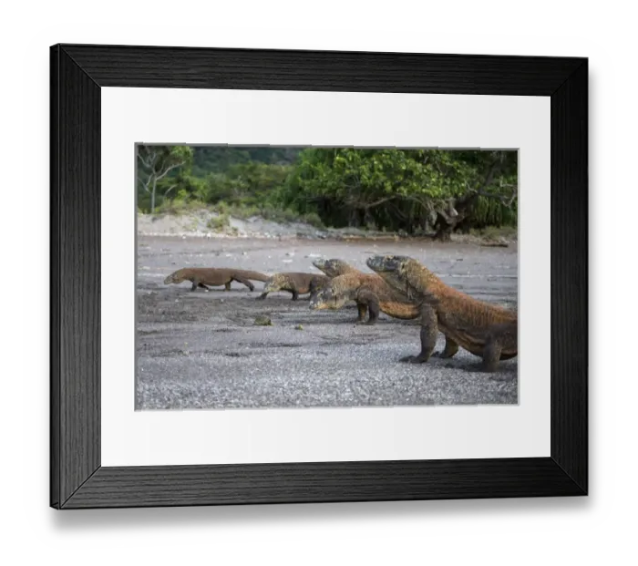 Framed Print : Indonesia, Rinca Island, Komodo National Park. Komodo dragons on beach. Credit as
