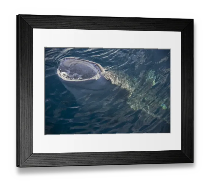 Framed Print : Indonesia, Papua, Cenderawasih Bay. Whale shark with mouth open at surface of water Framed Print : Indonesia, Papua, Cenderawasih Bay. Whale shark with mouth open at surface of water