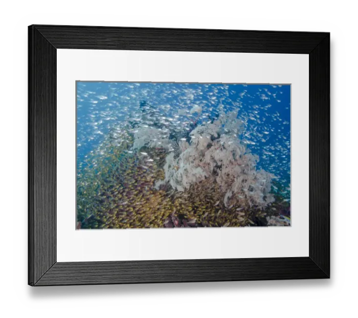 Framed Print : Indonesia, Komodo National Park. Fish schooling around reef formation. Credit as Framed Print : Indonesia, Komodo National Park. Fish schooling around reef formation. Credit as