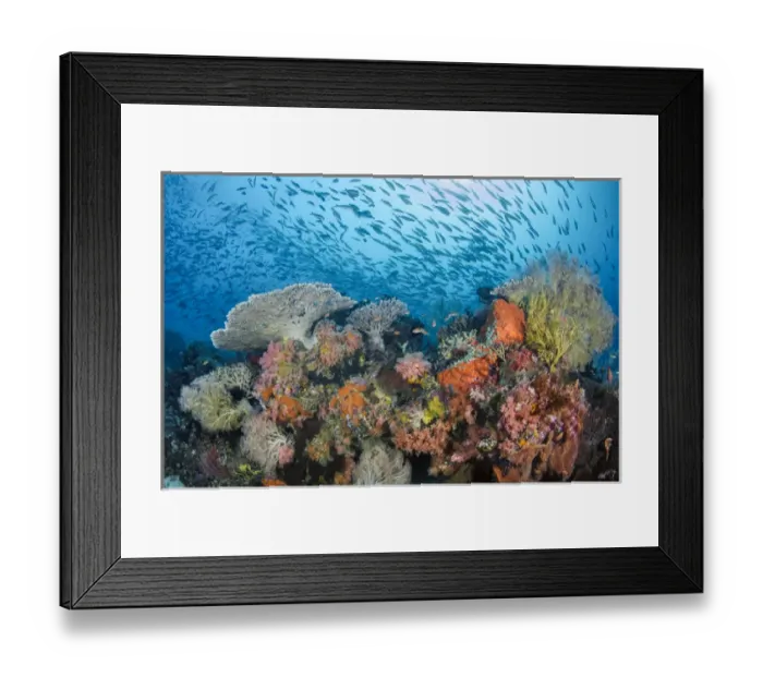 Framed Print : Indonesia, Papua, Raja Ampat. Fish schooling around coral reef Framed Print : Indonesia, Papua, Raja Ampat. Fish schooling around coral reef