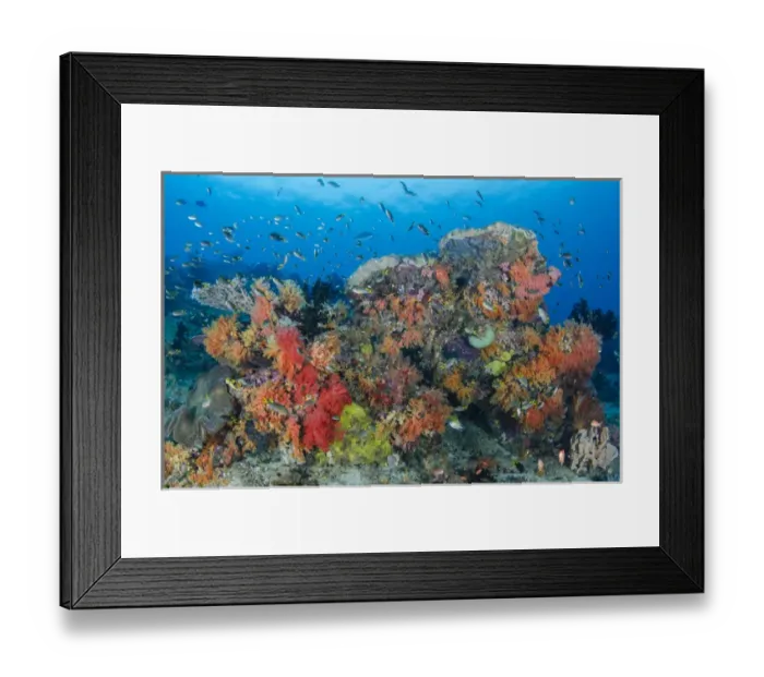 Framed Print : Indonesia, Papua, Raja Ampat. Fish schooling around coral reef Framed Print : Indonesia, Papua, Raja Ampat. Fish schooling around coral reef