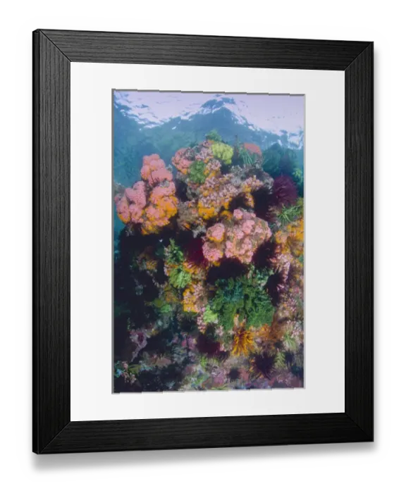 Framed Print : Indonesia, Komodo National Park. Close-up of coral reef
