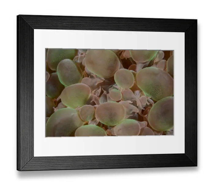Framed Print : Indonesia, Komodo National Park. Close-up of hard coral Framed Print : Indonesia, Komodo National Park. Close-up of hard coral