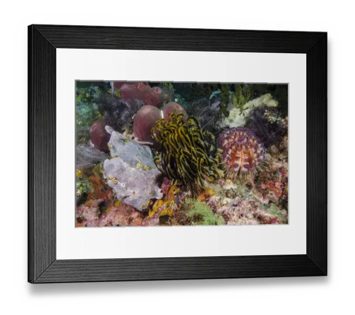 Framed Print : Indonesia, Komodo National Park. White frogfish on coral reef Framed Print : Indonesia, Komodo National Park. White frogfish on coral reef