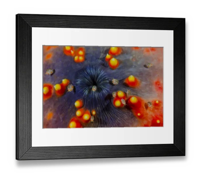 Framed Print : Indonesia, Komodo National Park. Close-up of ostracods on sea cucumber. Credit as Framed Print : Indonesia, Komodo National Park. Close-up of ostracods on sea cucumber. Credit as