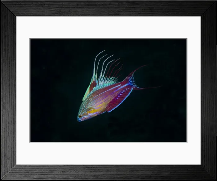 Framed Print : Indonesia, Sulawesi, Lembeh Strait. Close-up of colorful wrasse fish