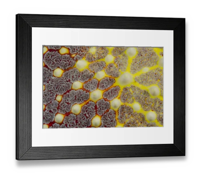 Framed Print : Indonesia, Lembeh Strait. Close-up of sea star patterns Framed Print : Indonesia, Lembeh Strait. Close-up of sea star patterns