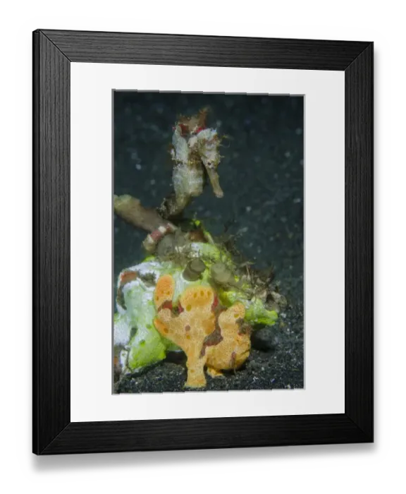 Framed Print : Indonesia, Lembeh Strait. Close-up of camouflaged frogfish and sea horse. Credit as Framed Print : Indonesia, Lembeh Strait. Close-up of camouflaged frogfish and sea horse. Credit as