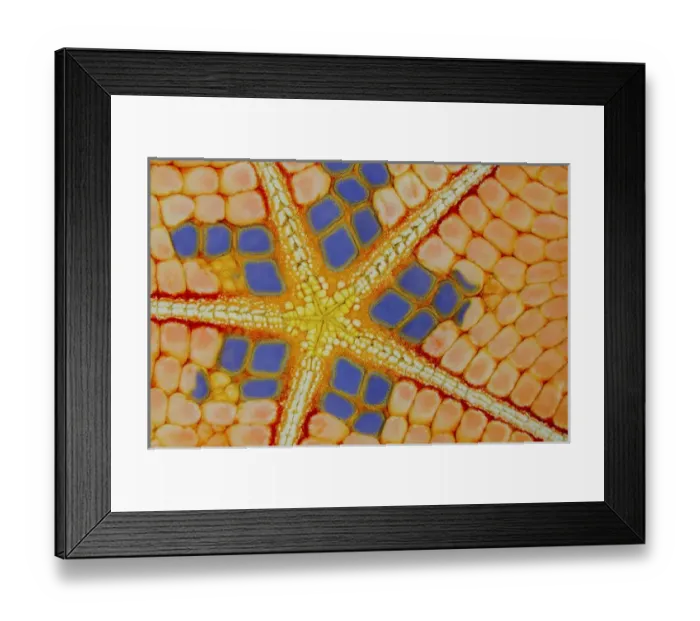 Framed Print : Indonesia, Lembeh Strait. Colorful patterns on sea star