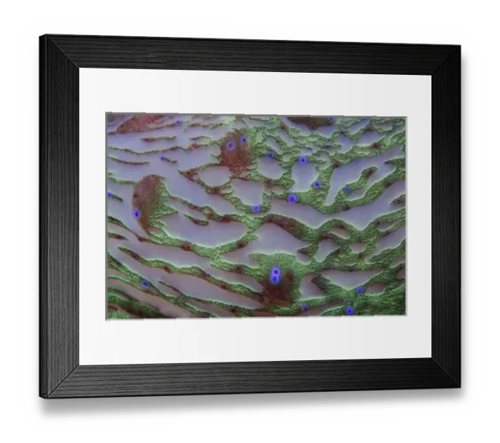 Framed Print : Indonesia, Papua, Cenderawasih Bay. Patterns on coral Framed Print : Indonesia, Papua, Cenderawasih Bay. Patterns on coral