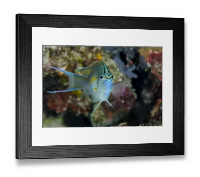 Framed Print : Indonesia, Papua, Cenderawasih Bay. Frontal view of angelfish Framed Print : Indonesia, Papua, Cenderawasih Bay. Frontal view of angelfish