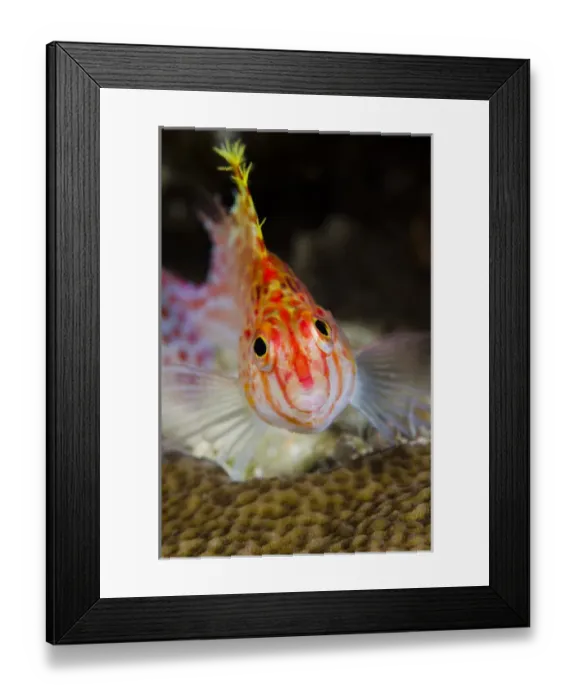 Framed Print : Indonesia, Papua, Cenderawasih Bay. Close-up of hawkfish Framed Print : Indonesia, Papua, Cenderawasih Bay. Close-up of hawkfish