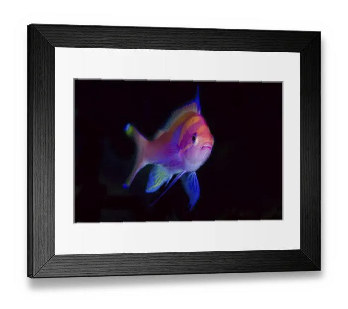 Framed Print : Indonesia, Papua, Cenderawasih Bay. Close-up of colorful anthia