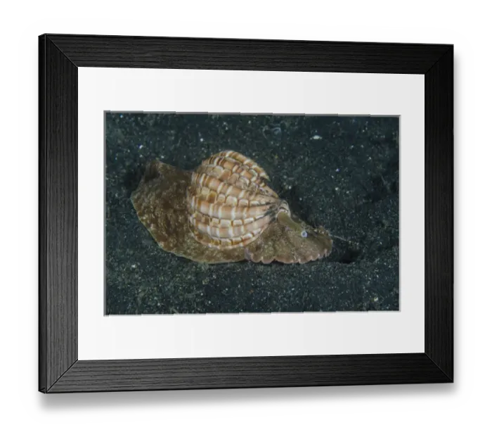 Framed Print : Indonesia, Lembeh Strait. Mollusc on sea floor Framed Print : Indonesia, Lembeh Strait. Mollusc on sea floor