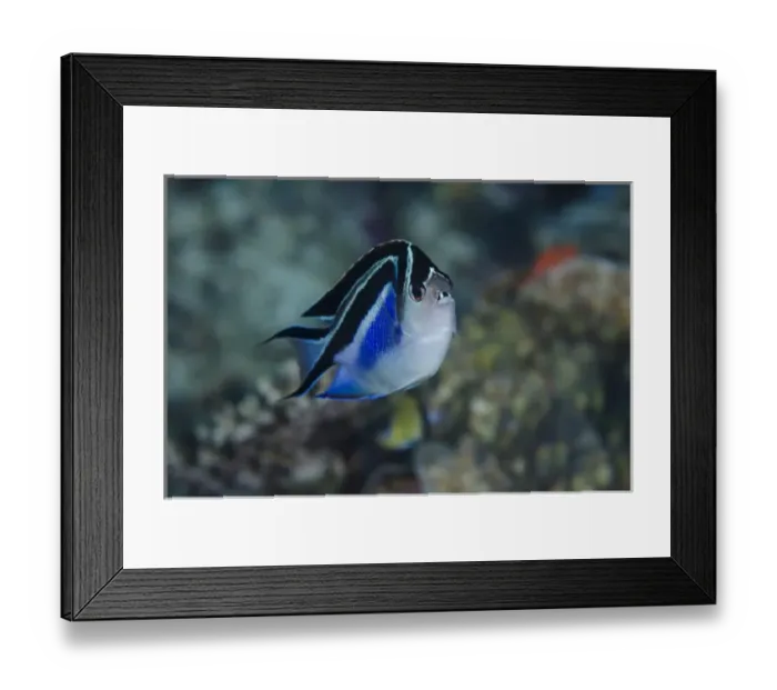 Framed Print : Indonesia, Papua, Cenderawasih Bay. Frontal view of angelfish