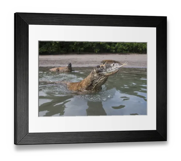 Framed Print : Indonesia, Rinca Island, Komodo National Park. Close-up of Komodo dragon in water Framed Print : Indonesia, Rinca Island, Komodo National Park. Close-up of Komodo dragon in water