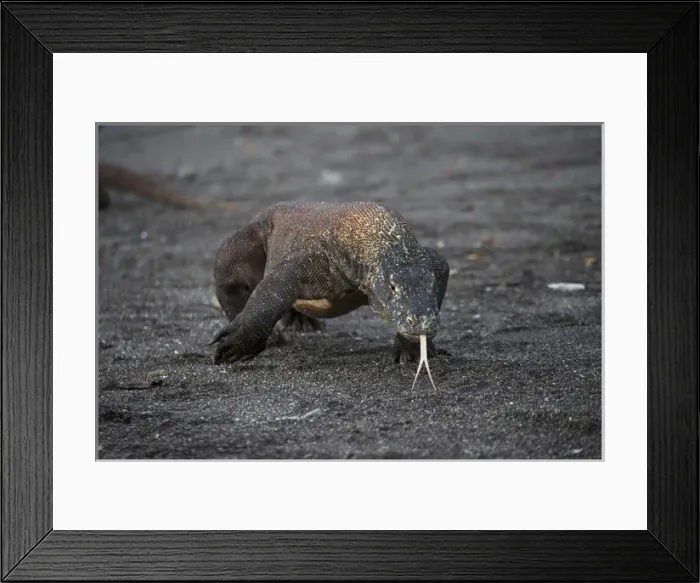 Framed Print : Indonesia, Rinca Island, Komodo National Park. Close-up of Komodo dragon. Credit as Framed Print : Indonesia, Rinca Island, Komodo National Park. Close-up of Komodo dragon. Credit as