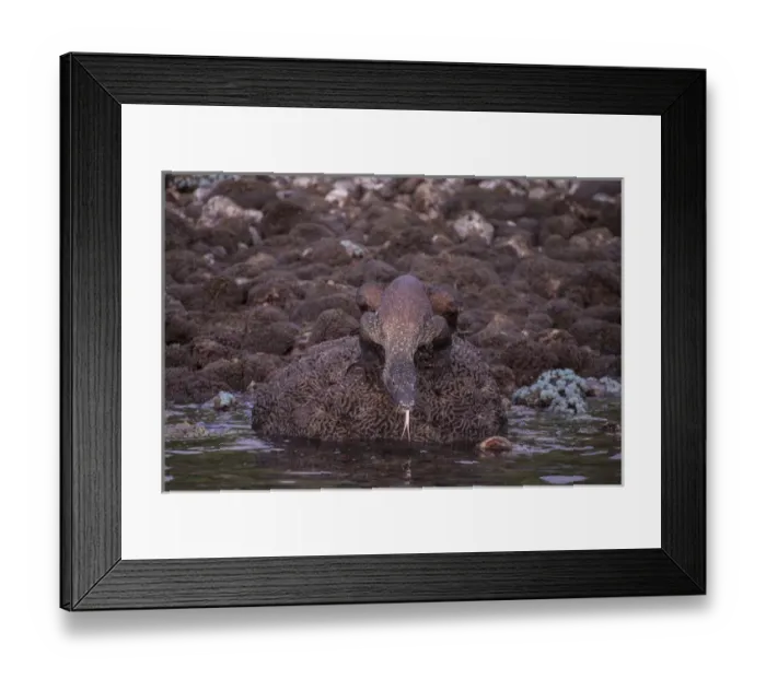 Framed Print : Indonesia, Rinca Island, Komodo National Park. Komodo dragon on shoreline rock. Credit as