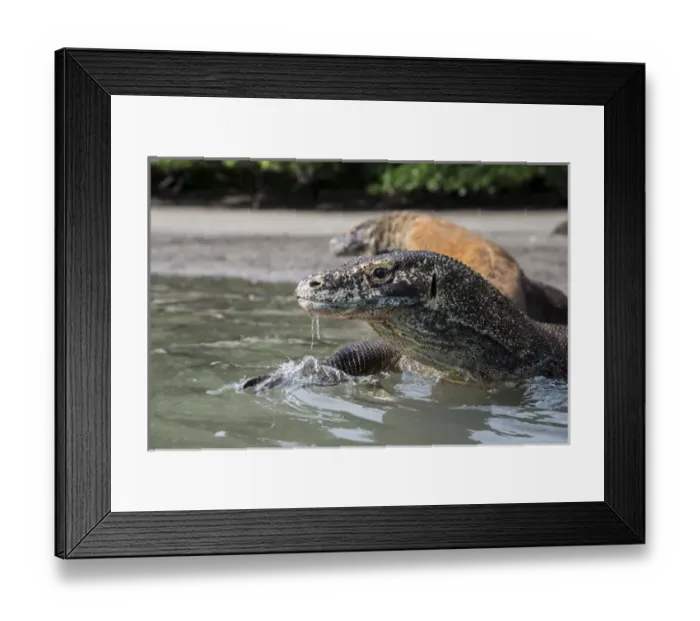 Framed Print : Indonesia, Rinca Island, Komodo National Park. Close-up of Komodo dragon in water