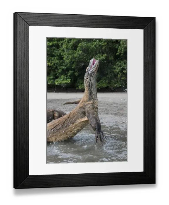 Framed Print : Indonesia, Rinca Island, Komodo National Park. Close-up of Komodo dragon rising out of water Framed Print : Indonesia, Rinca Island, Komodo National Park. Close-up of Komodo dragon rising out of water