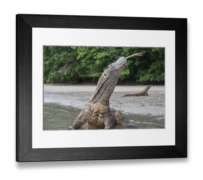 Framed Print : Indonesia, Rinca Island, Komodo National Park. Close-up of Komodo dragon in water Framed Print : Indonesia, Rinca Island, Komodo National Park. Close-up of Komodo dragon in water