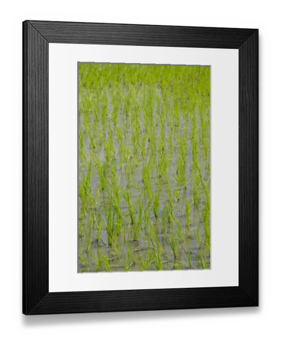 Framed Print : Indonesia, Island of Lombok. Typical Indonesian rice paddy, newly planted crop Framed Print : Indonesia, Island of Lombok. Typical Indonesian rice paddy, newly planted crop