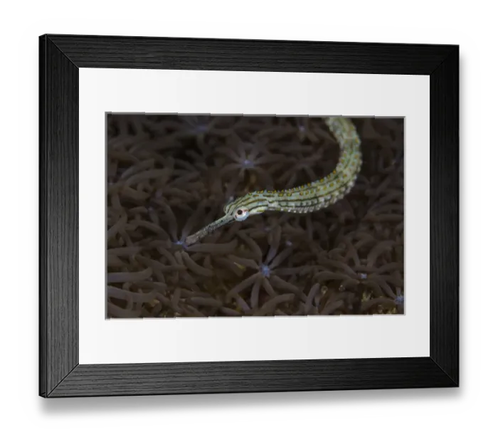 Framed Print : Indonesia, Sulawesi, Lembeh Strait. Pipefish swimming over coral Framed Print : Indonesia, Sulawesi, Lembeh Strait. Pipefish swimming over coral