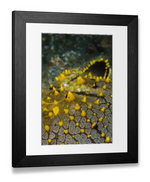 Framed Print : Indonesia, Lembeh Strait. Pipefish on sea star Framed Print : Indonesia, Lembeh Strait. Pipefish on sea star