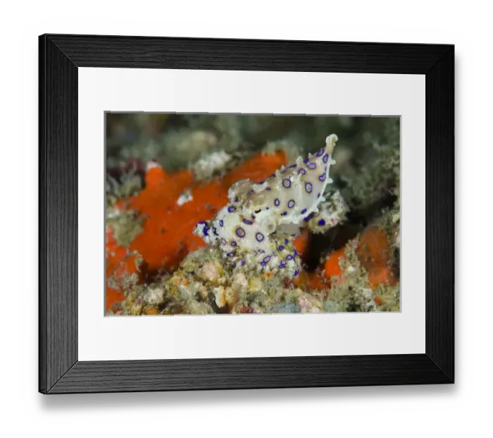 Framed Print : Indonesia, Papua, Raja Ampat. Close-up of deadly blue-ringed octopus Framed Print : Indonesia, Papua, Raja Ampat. Close-up of deadly blue-ringed octopus