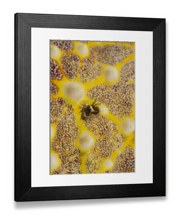 Framed Print : Indonesia, Lembeh Strait. Close-up of crab on sea star Framed Print : Indonesia, Lembeh Strait. Close-up of crab on sea star