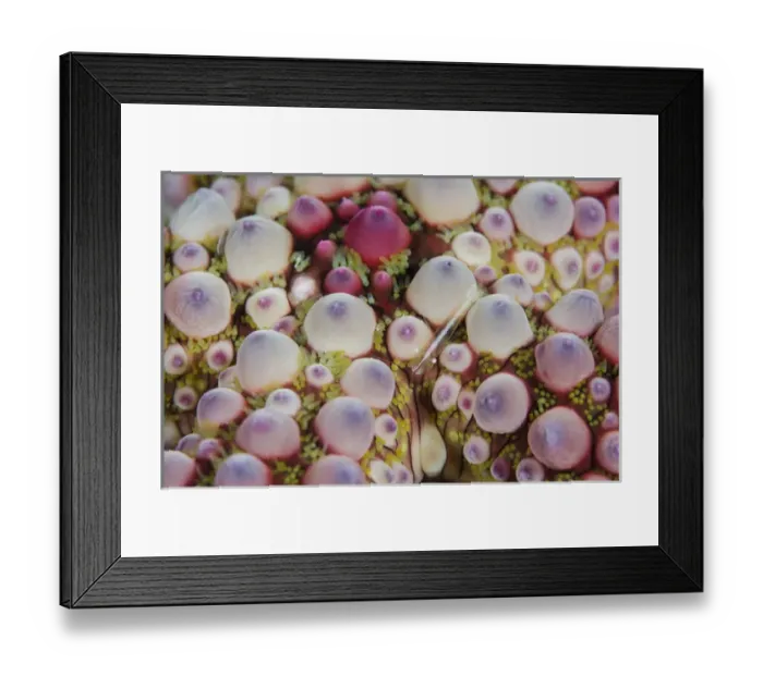 Framed Print : Indonesia, Sulawesi, Lembeh Strait. Shrimp swimming over seastar Framed Print : Indonesia, Sulawesi, Lembeh Strait. Shrimp swimming over seastar